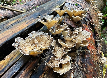Trametes menziesii