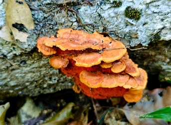 Trametes sanguinea