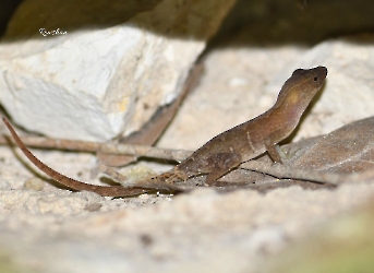 Reptiles