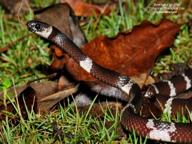 Tropidodipsas fasciatus