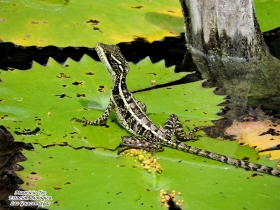 Basiliscus vittatus