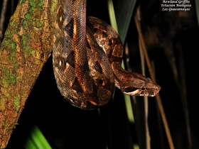 Boa constrictor