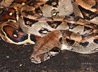Boa imperator