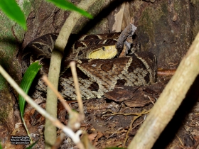 Bothrops asper