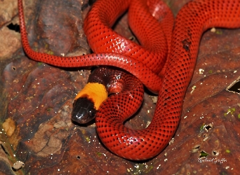 Cleia scytalina