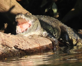 Cocodrilo adulto