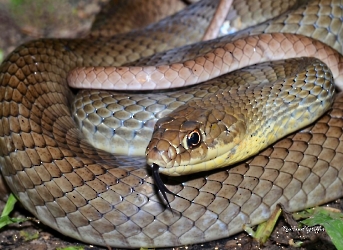 Coluber mentovarius