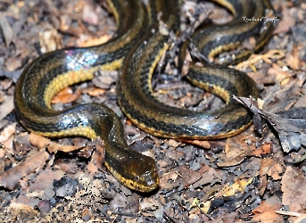 Coniophanes bipunctatus