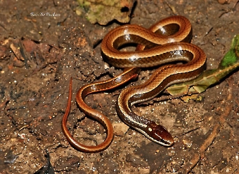 Coniophanes imperialis