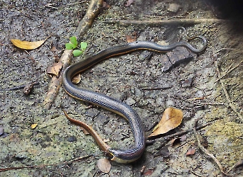 Coniophanes quinquevitatus