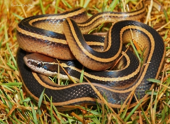 Coniophanes schmidti