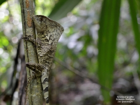 Corytophanes cristatus