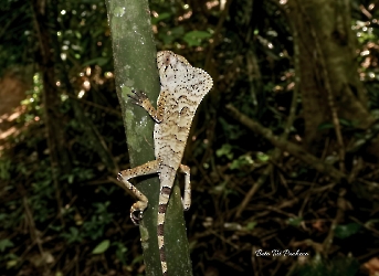 Corytophanes cristatus