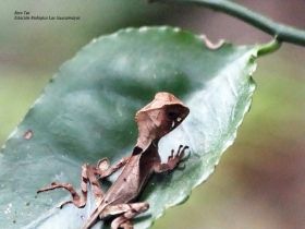 Corytophanes hernandesii