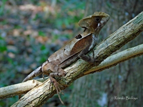 Corytophanes hernandesii