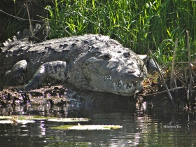 Crocodylus moreleti