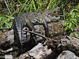 Crocodylus moreletii