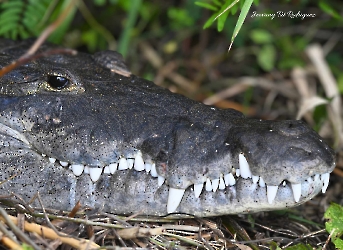Reptiles