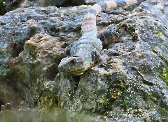 Ctenosaura similis