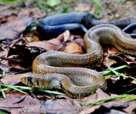 Drymarchon_melanonurus