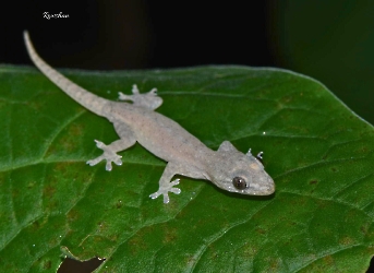 Hemidactylus frenatus
