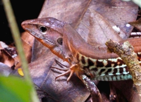 holcosus_undulatus