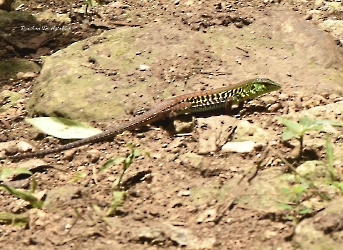 Reptiles