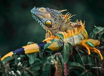 Reptiles