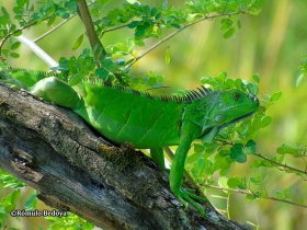 Iguana iguana