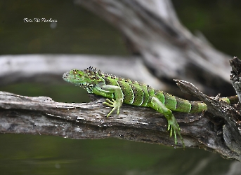 Iguana iguana