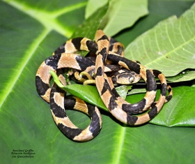 Imantodes cenchoa