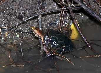 Kinosternon acutum