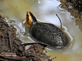 Kinosternon leucostomum