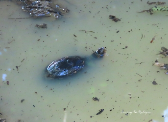 Kinosternon leucostomum