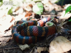 Lampropeltis abnorma