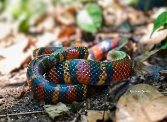 Reptiles