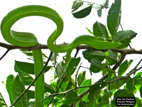 Leptophis ahaetulla