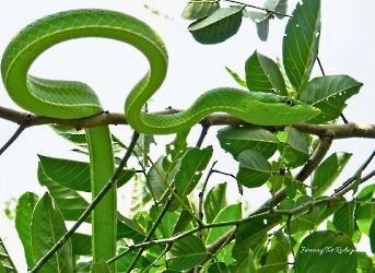 Leptophis ahaetulla