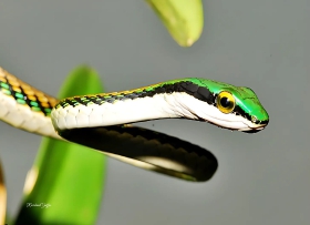 Leptophis mexicana