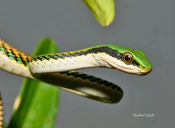 Leptophis mexicana