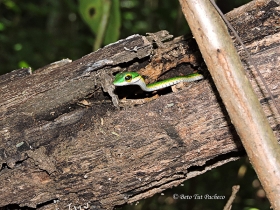 Leptophis mexicanus