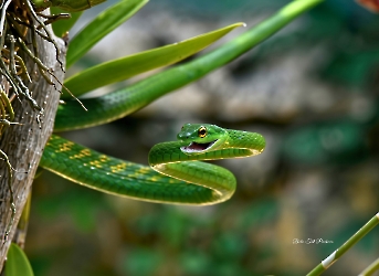 Reptiles