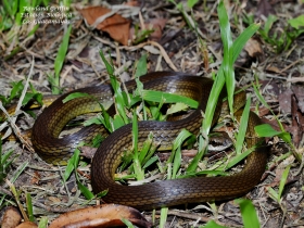 Mastigodryas melanolomus