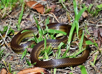 Mastigodryas melanolomus