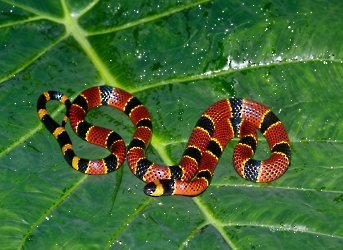Reptiles