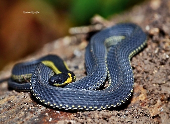 Reptiles