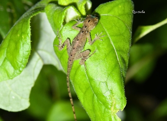 Reptiles