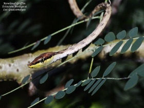 Oxybelis aeneus