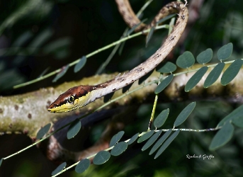 Reptiles