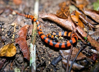 Oxyrhopus petolarius